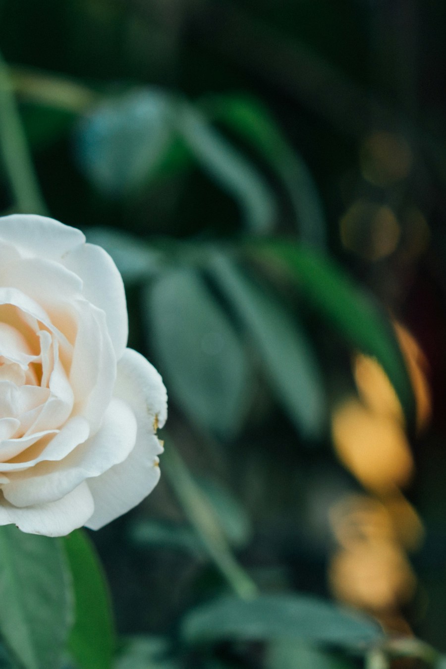Mourizal Zativa P Spzkuqpia Unsplash